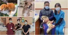 长安Q07荣耀上新
